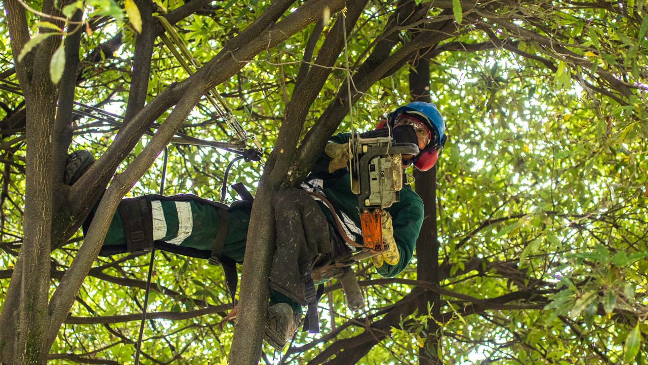 Details 48 servicio de corte de árboles